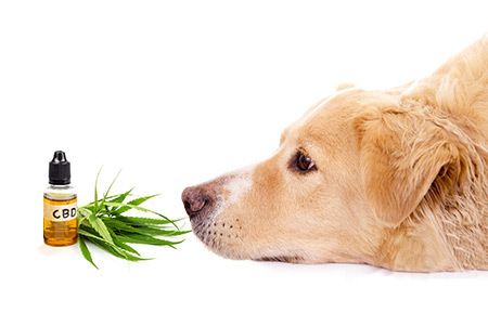 CBD Oil for Pets: Unlocking the Benefits of Natural Support